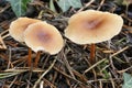 Russet Toughshank Fungi