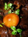 Mushrooms in the northern forest in late autumn. The Latin name is Collybia distorta, Rhodocollybia prolixa.