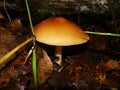 Mushrooms in the northern forest in late autumn. The Latin name is Collybia distorta, Rhodocollybia prolixa.