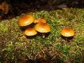 Mushrooms in the northern forest in late autumn. The Latin name is Collybia distorta, Rhodocollybia prolixa.