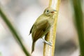Russet-Winged Schiffornis perched on a tree branch Royalty Free Stock Photo