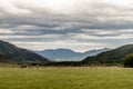 Russia. Altai. Mountain summer landscape. Cows graze in a green meadow on a background of mountains Royalty Free Stock Photo