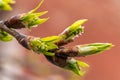 Russia. April 23, 2021. The first leaves make their way through the buds on the oak tree.