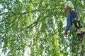 Russia 2020. An arborist cutting a tree with a chainsaw. color