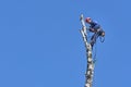 Russia 2020. An arborist cutting a tree with a chainsaw. color