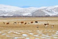 Russia, Baikal, cows graze in the valley of the river Anga Royalty Free Stock Photo
