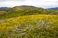 Panorama. Picturesque view of the hills of the Urals in golden autumn