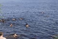 Russia - Berezniki July 18 : people swim at the beach in the summer