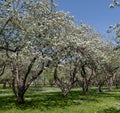 Blooming apple garden in early spring. Tree alley Royalty Free Stock Photo