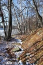 Russia, Chelyabinsk region. The first snow in the forest on the shore of lake Uvildy in sunny november day Royalty Free Stock Photo