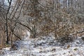 Russia, Chelyabinsk region. The first snow in the forest on the shore of lake Uvildy in sunny november day Royalty Free Stock Photo