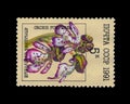 RUSSIA - CIRCA 1991 - post stamp printed in USSR (soviet union) shows flower orchis purpurea