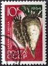 RUSSIA - CIRCA 1964: Postage stamp printed in Soviet Union shows Sugar beet, Agricultural Crops serie, circa 1964
