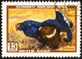 RUSSIA - CIRCA 1957: A stamp printed by Russia shows bird Blackcock, an from the series Protect useful birds. Royalty Free Stock Photo