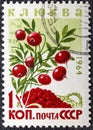 RUSSIA - CIRCA 1964: a stamp printed in the Russia shows European Cranberries, Oxycoccus, Evergreen Dwarf Shrub, circa