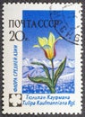 RUSSIA - CIRCA 1960: stamp printed in USSR CCCP, soviet union shows image of tulip tulipa kaufmanniana waterlily hybrids