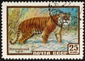 RUSSIA - CIRCA 1957: A Stamp sheet printed in Russia shows Ussurian Tiger. Series, Protect useful animals.