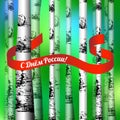 Russia Day. Official Russian holiday. Trunks of birches, red ribbon