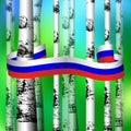 Russia Day. Official Russian holiday. Trunks of birches. White blue red ribbon