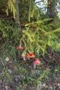 Russia, deep country, Okulovka district, autumn coming