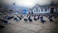 22-10-2013, Russia, Far East, Spassk Dalnij - Hungry gray Pigeons in the square near the shop and on its roof