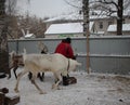 Russia, a female cattle breeder on a farm feeds reindeer animals in winter