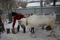 Russia, a female cattle breeder on a farm feeds reindeer animals in winter