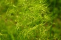 Russia. forest vegetation in summer, fluffy grass. Royalty Free Stock Photo