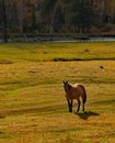 Horses in the contour light