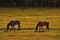 Horses in the contour light