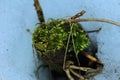 Russia . green moss on a old wooden stump.