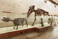 Brachypotherium and mastodon Gomphotherium atavus (Borissiak) Royalty Free Stock Photo