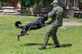 Russia, Izhevsk - June 14, 2020: Training police dog in cynological club. Testing the skills of attacking the intruder