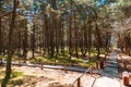 Russia, Kaliningrad region, the Curonian spit, bent trees in natural anomaly Dancing forest