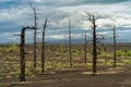 Russia, Kamchatka. A dead forest with black sand and hills in the area of Tolbachik volcano