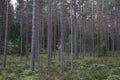 Russia, Karelia, lake Ladoga, Kojonsaari. pine thicket. Forest thicket, pine trees in the forest. Dark creepy pine forest. Mystic Royalty Free Stock Photo