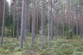 Russia, Karelia, lake Ladoga, Kojonsaari. pine thicket. Forest thicket, pine trees in the forest. Dark creepy pine forest. Mystic Royalty Free Stock Photo