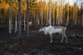 Russia. Reindeer on the farm `Talvi Ukko` November 14, 2017 Royalty Free Stock Photo