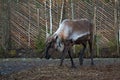 Russia. Reindeer on the farm `Talvi Ukko` November 14, 2017 Royalty Free Stock Photo