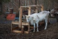 Russia. Reindeer on the farm `Talvi Ukko` November 14, 2017 Royalty Free Stock Photo