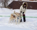 Russia. Kazan. 14 Feb. Dog sled team of siberian huskies out mushing on snow pulling a sled that is out of frame through a winter