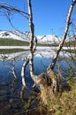 Russia, Kola Peninsula, Khibiny. The birch tree is on the shore of the lake Small Vudyavr in summer in clear weather Royalty Free Stock Photo