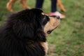 Russia, Krasnodar April 18, 2021-Dog show of all breeds. Tibetan mastiff puppy black and red color close-up portrait in profile.