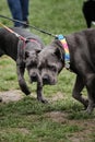 Russia, Krasnodar April 18, 2021-Dog show of all breeds. Two grey cane corso are waiting before ring show. An adult and a puppy of
