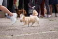 Russia Krasnodar 30.05.2021 dog show of all breeds. Miniature fluffy long haired white dog Chihuahua breed runs in ring at