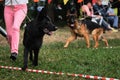 4.09.21 Russia Krasnodar dog show of the German Shepherd breed. Dogs run in ring on green grass in clearing. Black shepherd dog is