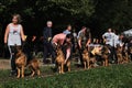 4.09.21 Russia Krasnodar dog show of the German Shepherd breed. Handlers put their wards of dogs in row in order to correctly show