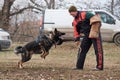 30.01.2021 Russia Krasnodar, training for protection of gray German Shepherd working breeding. Male German Shepherd dog stands Royalty Free Stock Photo