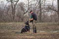 30.01.2021 Russia Krasnodar, training for protection of gray German Shepherd working breeding. Male German Shepherd dog stands Royalty Free Stock Photo