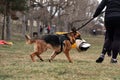 Russia, Krasnodar 31.01.2021. Training service German Shepherds for protection at stadium. Working German Shepherd black and red